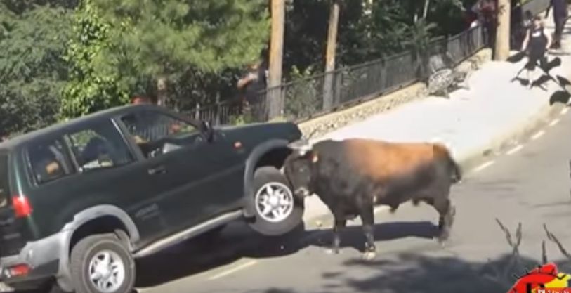 YouTube: toro atacó ferozmente a camioneta donde viajaba una ... - América Televisión