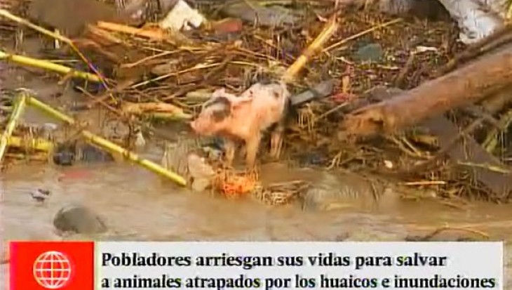 Inundaciones en Lima: pobladores arriesgan sus vidas para salvar a animales