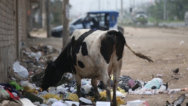 Alarma por vacas se alimentan con basura de la vía pública CARABAYLLO NOTICIAS