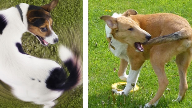 por que mi perro se persigue la cola